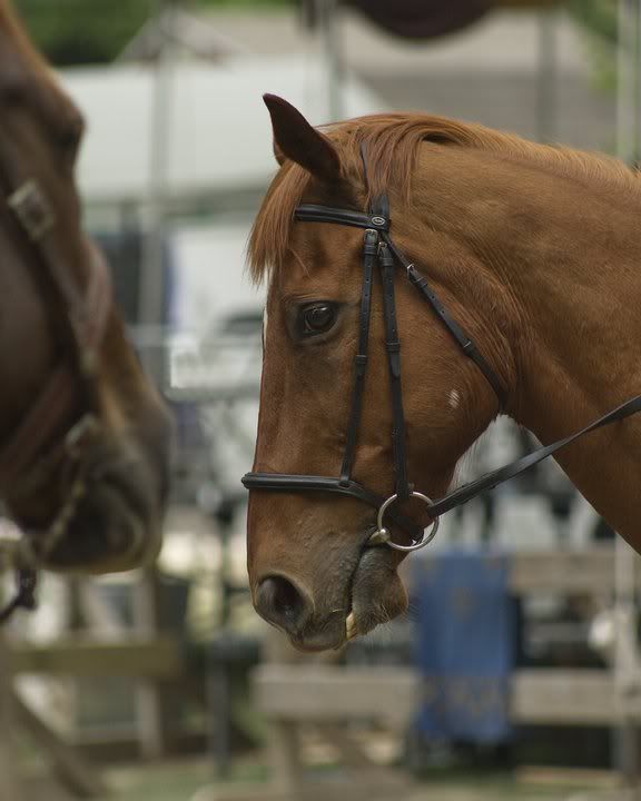 The Jousting Life Good Riding is Essential to Good Jousting